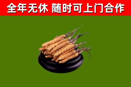 锡林郭勒市烟酒回收冬虫夏草.jpg