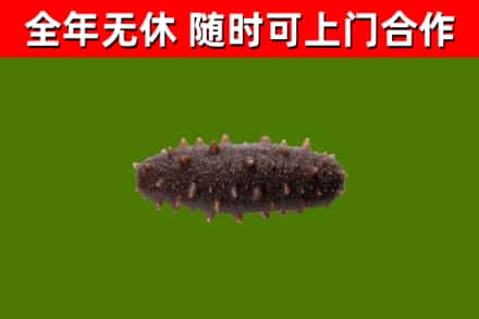 锡林郭勒市烟酒回收干海参.jpg